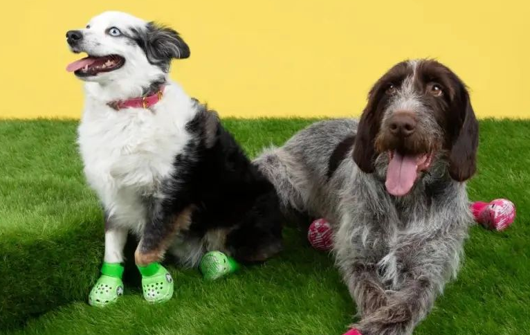 “毛孩子”带火“它经济”