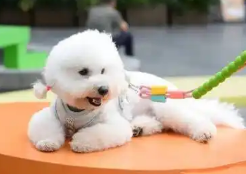 宠物数量超百万只 产业规模达百亿元 深圳“它经济”活力十足