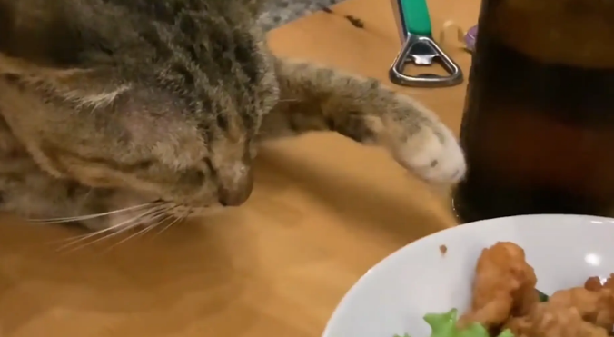 猫咪眯着眼睛想偷吃炸鸡块。猫咪：得笑着，伸手不打笑脸人