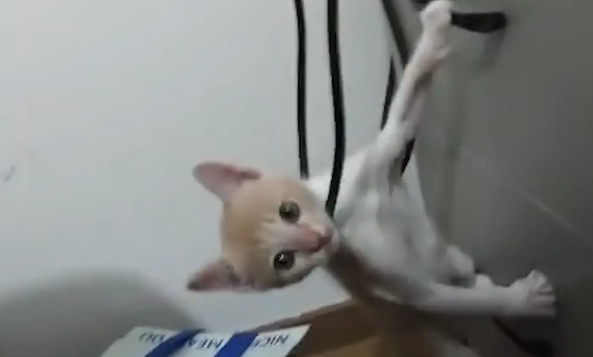 猫咪玩耍时被电线缠住脖子。网友：又丑又蠢，这猫有当网红的潜力