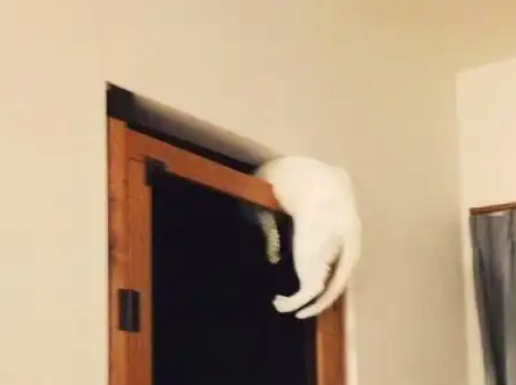 主人专门定制“防猫”门，不料两天后就没用了：白花钱了