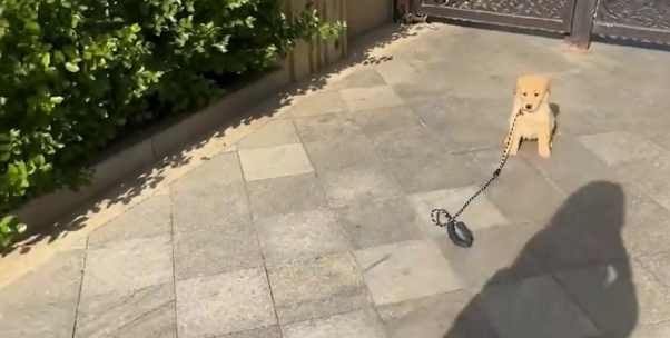 狗子耍赖不回家，女子假装丢下狗子，狗子吓得追女子