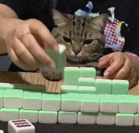 妹子抱着猫打麻将，猫居然会帮忙打！！！