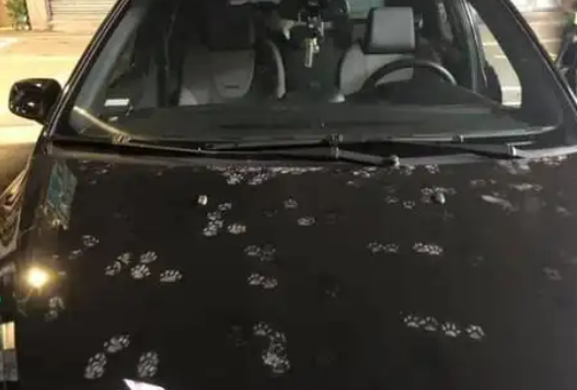 男子经常喂流浪猫，开车时发现车盖上都是猫爪印