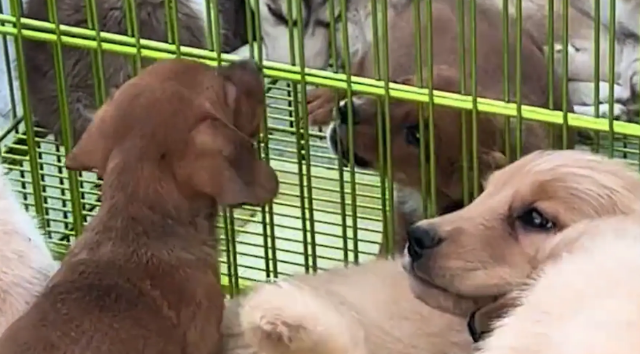 小狗摊位两只狗狗吵架，老板一招制服小狗