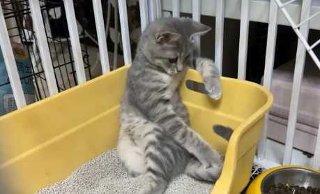 猫咪惬意的翘着二郎腿坐在猫砂盆里，猫：来杯82年的可乐