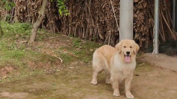 金毛追出门的主人，一个没刹住飞出去了