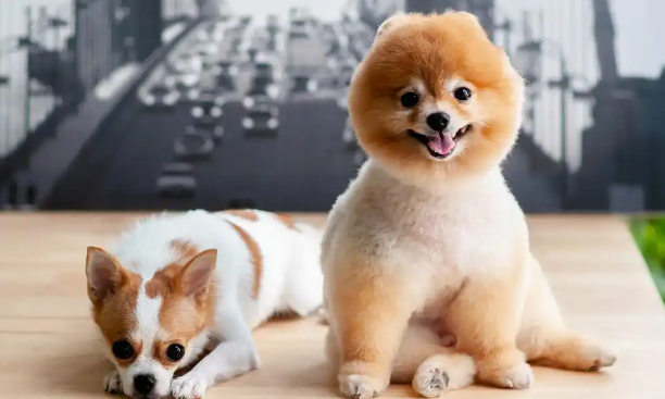 铲屎官自述：宠物带来的陪伴与成长