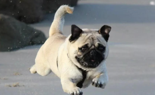 宠物国货崛起，热门爆品层出不穷，热度飙升