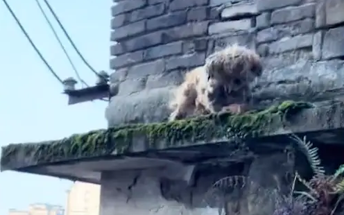 老人不知道是否还在了，狗狗仍替主人看守着家园！