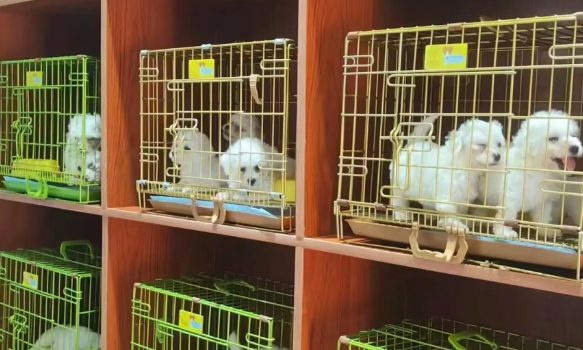 宠物店 “跑路” 现象引发关注，铲屎官需警惕