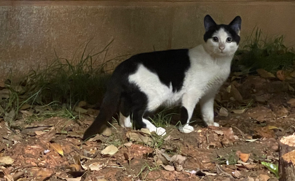 给流浪猫社区“安家”会带来多少问题