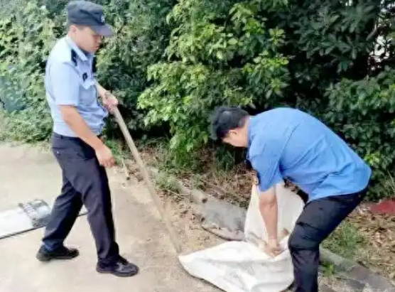 六安一疯犬伤人！当场击毙！