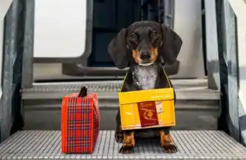 高铁试点“宠物托运” 铁路运输再拓经济新空间