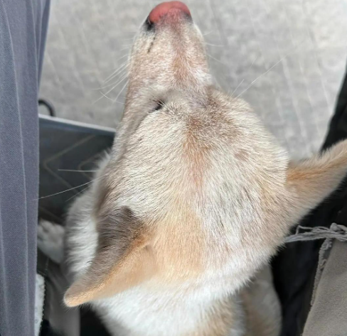 流浪狗逆袭成 “抗癌战士”