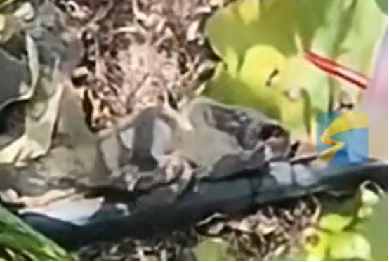 钓鱼佬碰到小松鼠奄奄一息 喂柠檬水按压胸口施救