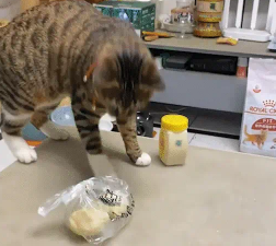 狸花猫把包子扔起来摔。网友：感觉有点像在玩老鼠…… 