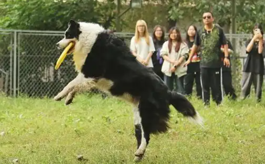 宠物经济爆火背后的人才培养