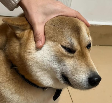 男子摸狗头不触摸狗子的头，这样就不用洗手~