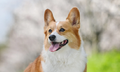 宠物经济爆火背后的人才培养