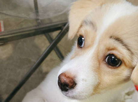 侠肝义胆流浪狗收留走失家犬，全网呼吁给它们一个家