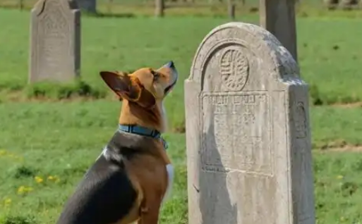 主人去世狗狗守墓2年，专家：狗对人的爱或超过对食物的爱