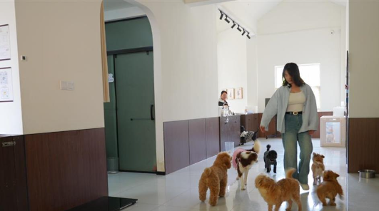 抑郁症女孩与她的宠物托管所，帮500只宠物找到归宿