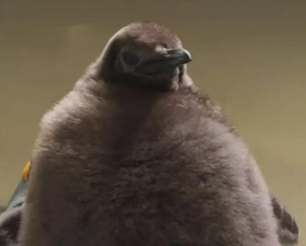 世界上最胖的企鹅成网红，仅有9个月大