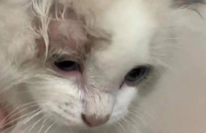 宠物公司变寿衣店：消失的“猫贷”商家