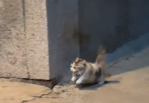 猫咪天黑还没回来，女子给猫咪打电话，猫咪飞快的跑回来了