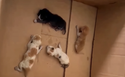 绑在母猫脖子上的4只小猫，被救下送回它的身边后，还是回了喵星
