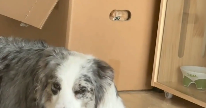 狗子踩了猫咪的尾巴，猫咪生气的钻进箱子观察狗子