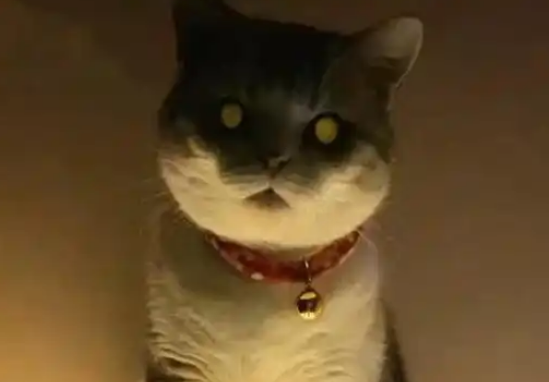 主人晚上起来上厕所，抬头看到猫瞬间清醒：大半夜干啥呢