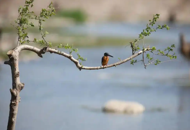 春季迁徙季基本结束 鸻鹬类鸟开始繁殖 崖沙燕回归石家庄