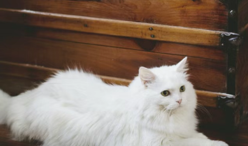 养宠热潮下的城市新战略：多地出台政策抢滩宠物经济