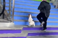 小狗和萌娃排队玩滑梯火了！