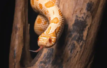 网上买“异宠”，当心被骗！