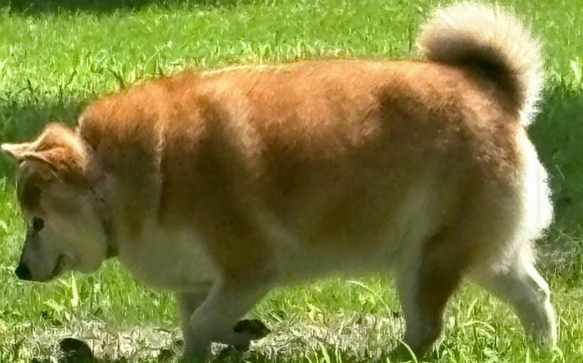 研究发现狗狗与人共享“肥胖基因”