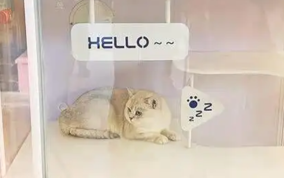 “五一” 假期宠物经济升温，毛孩子也能说走就走