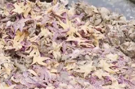 海星再现青岛胶州湾 “不速之客”为何不请自来？