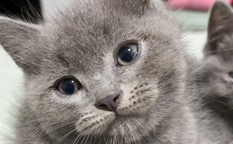 给流浪猫社区“安家”会带来多少问题？