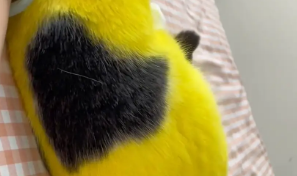 女子给猫咪染成黄色。网友:黄疸配色