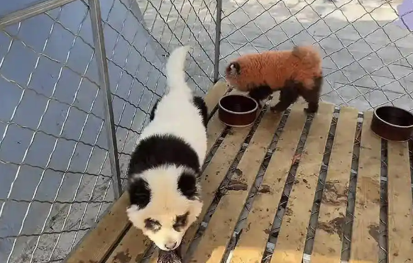 安徽一动物园回应“用染色狗扮演熊猫”：已撤走