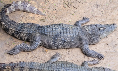 蜥蜴、水豚、土拨鼠等小众宠物走红