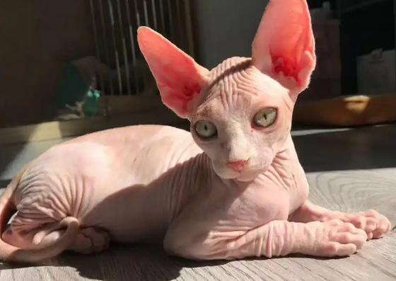 奶奶嫌无毛猫太“暴露”，给猫做了衣服，奈何成品...