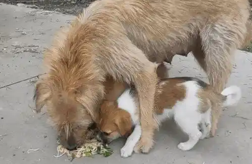 逼外卖员给狗道歉，狗主人何以如此缺德？