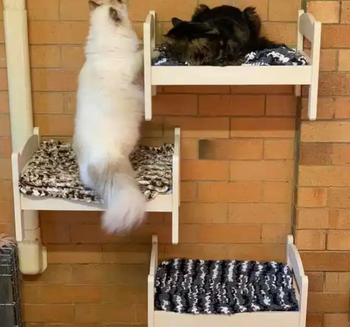 猫咪为抢床位“大打出手”，主人无奈把床装墙上