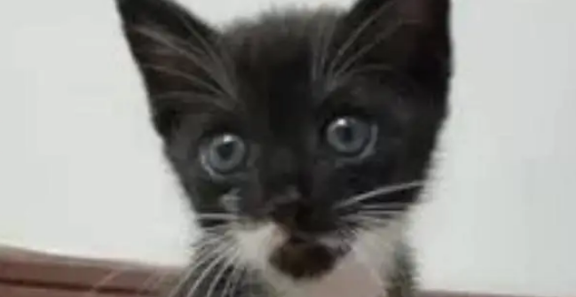 超凶小猫在宠物店洗澡秒变乖巧，主人傻眼！