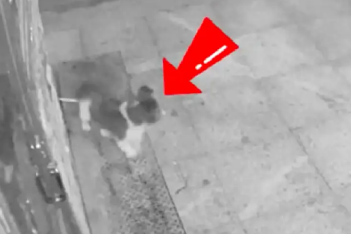 烧烤店的看门狗，半夜被戴口罩男子用弩弓射杀！