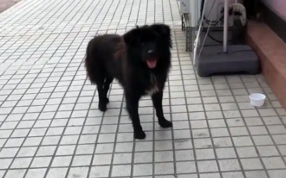 那只每天守在饭店门口，被宠物狗驱赶的流浪狗，终于有家了